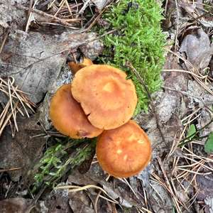 Unknown Species