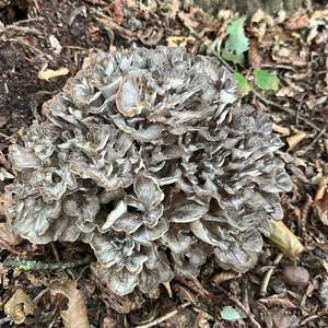 Hen-of-the-Woods