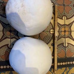 Giant Puffball