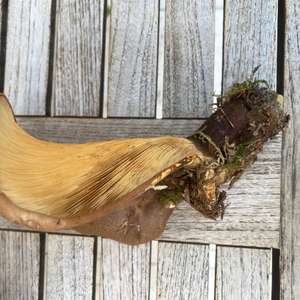 Unknown Species