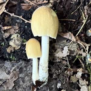 Mica Cap