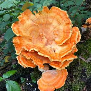 Unknown Species