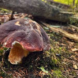 Unknown Species