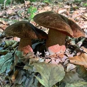 Flockenstieliger Hexenröhrling