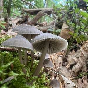 Unknown Species