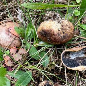 Scleroderma bovista