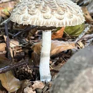 Shaggy Parasol
