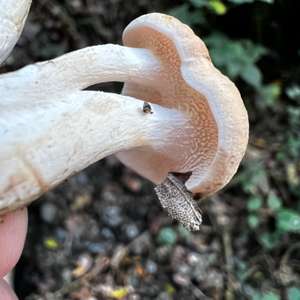 Hedgehog Fungus, Common