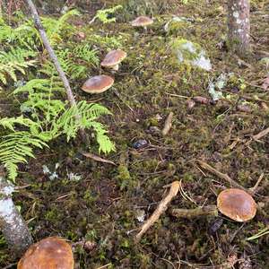 Steinpilz