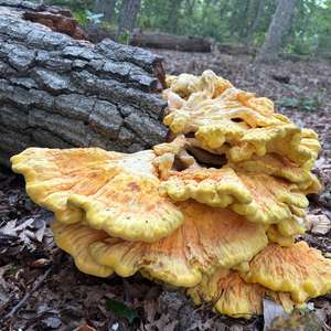 Chicken Mushroom