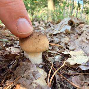 King Bolete