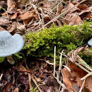 Anise-scented Clitocybe