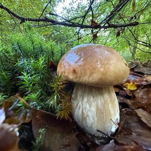 Unknown Species