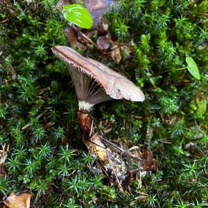 Slimy Gomphidius