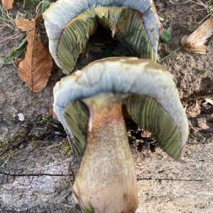Red-cracked Bolete