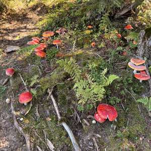 Unknown Species