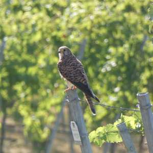 Common Kestrel
