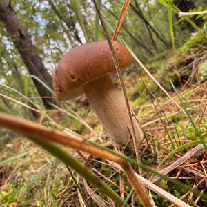 Steinpilz