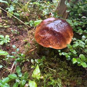 Steinpilz