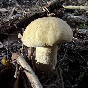 Summer Bolete