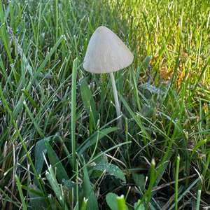 Unknown Species