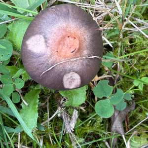 Kupferroter Gelbfuss