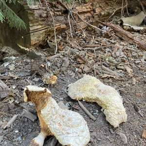 Unknown Species