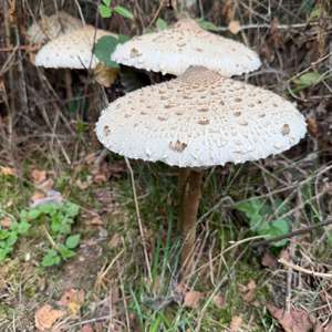 Unknown Species