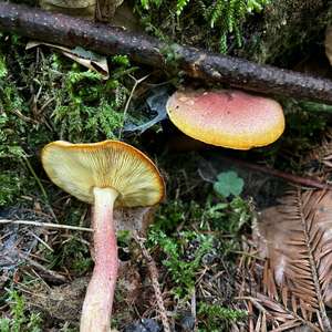 Rötlicher Holzritterling