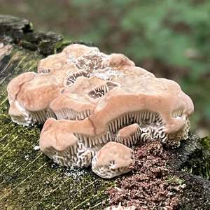 Thick-maze Oak polypore