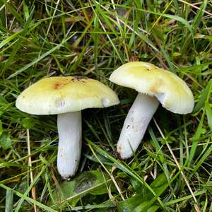 Russula violeipes