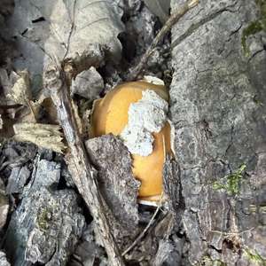 Caesar´s Mushroom