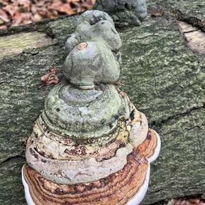 Zunderschwamm