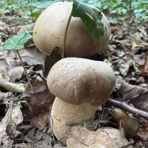 Sommer-Steinpilz