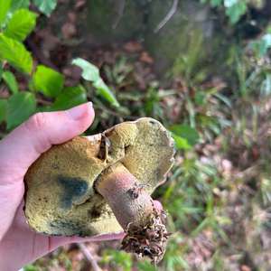 Scarlet-stemmed Bolete