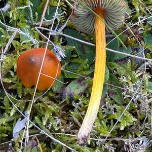 Blackening Wax-cap