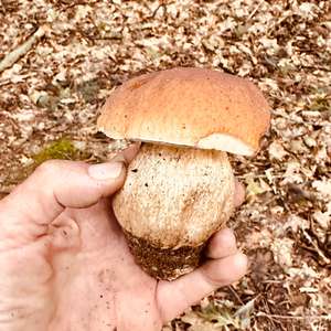 Summer Bolete