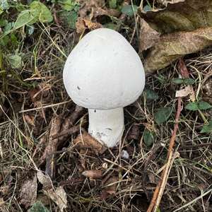 Gemmed Amanita