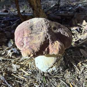 Kiefernsteinpilz
