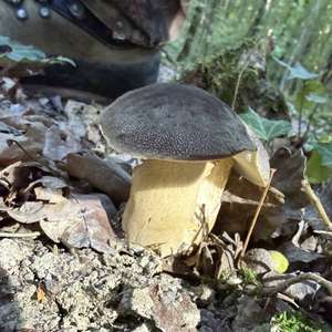 Schwarzhütiger Steinpilz