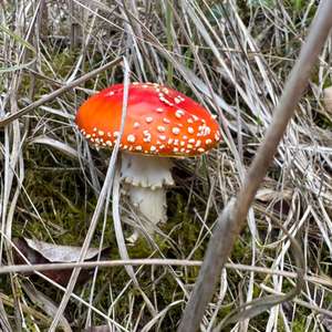 Fly Agaric