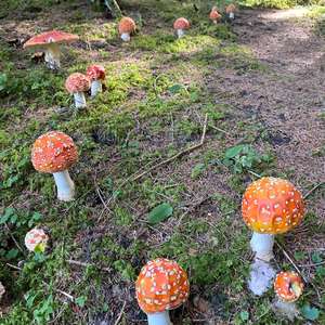 Fly Agaric