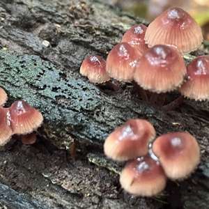 Bleeding Mycena