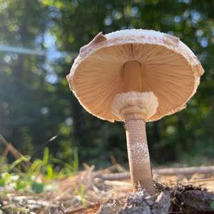 Parasol Mushroom