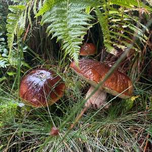 Steinpilz