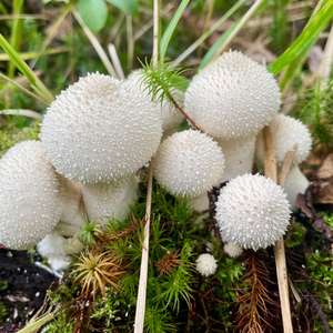 Flaschen-Stäubling
