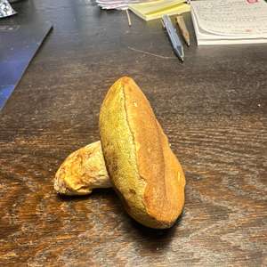 Sommer-Steinpilz