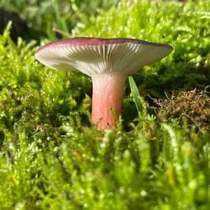 Stachelbeer-Täubling