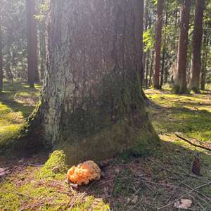 Eastern Cauliflower Mushroom