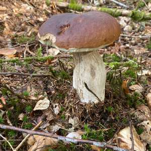 Steinpilz